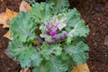 Purple decorative cabbage in a garden Royalty Free Stock Photo