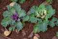 Purple decorative cabbage in a garden Royalty Free Stock Photo
