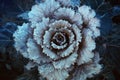 Purple decorative cabbage.