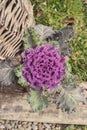 Purple decorative cabbage