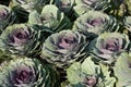 Purple decorative ornamental cabbage roses.