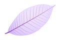Purple decorative skeleton leaf Royalty Free Stock Photo