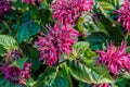 Purple and deep red flowers of blooming Monarda didyma also known as crimson beebalm, scarlet beebalm, scarlet monarda or Oswego