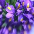 Purple delicate iris flowers. Elegant, abstraction, tender flower background. Soft, selective focus, lensbaby image Royalty Free Stock Photo