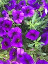 Purple Delight Petunia Royalty Free Stock Photo