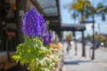 Purple delphinium along the street in Manhattan Beach, California Royalty Free Stock Photo