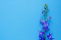 Purple delphinium flower on a blue background. Top view, copy space. Concept Mother`s Day, Family Day, Valentine`s Day