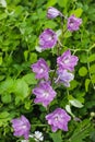 Purple delphinium flowers in the garden Royalty Free Stock Photo