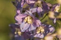 Purple Delphinium flowers in a meadow in the hazy summer sunshine Royalty Free Stock Photo