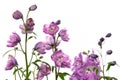 Purple delphinium flowers