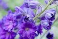 Purple Delphinium Ranunculaceae flowers background