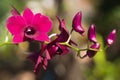 purple dendobrium orchid Royalty Free Stock Photo