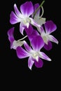 purple Dendrobium orchid black background Royalty Free Stock Photo