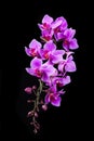 Purple Dendrobium orchid in black background