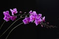 Purple Dendrobium orchid in black background Royalty Free Stock Photo