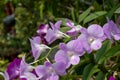 The purple dendrobium orchid flower Royalty Free Stock Photo