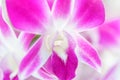 Purple dendrobium orchid flowers