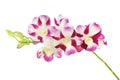 Purple Dendrobium Orchid Flowers Isolated on White Background Royalty Free Stock Photo