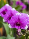 Purple Dendrobium Orchid