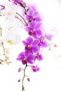 Purple Dendrobium orchid with soft light