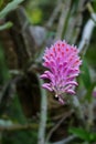 Purple Dendrobium secundum buds about to bloom Royalty Free Stock Photo