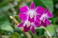 Purple Denerobium Orchids (Dendrobium Hybrid) in tropical garden