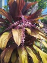 Purple deram flowers afternoon garden