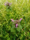 Purple desd-nettle plant in bloom