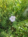 Purple desert flower summer hike