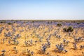 Desert Flowers in the Sahara