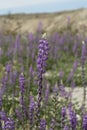Filed of purple desert lupines with selective focus