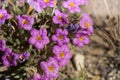 Purple desert mat flowers in nevada by pyramid lake