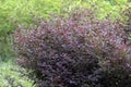 Purple diamond Loropetalum