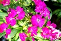 Purple Dianthus flower