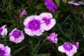 Purple Dianthus flower Royalty Free Stock Photo