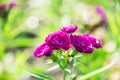 Purple Dianthus flower in the garden1 Royalty Free Stock Photo