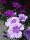 Purple dianthus flowers