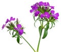 Purple Dianthus flowers isolated on white background.