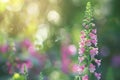 Purple Digitalis flower with blurry green nature background