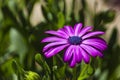 Purple dimorphic flower in a garden Royalty Free Stock Photo