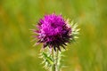 purple Donkey thisle wild flower with blurred green and yellow background Royalty Free Stock Photo