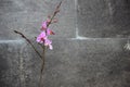 Purple Doritis orchid Flower with Nature Stone Background Royalty Free Stock Photo