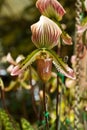 Purple dot orchid, Paphiopedilum sukh