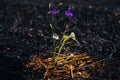 Blooming flower in a fire field