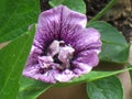 Purple double petunia close-up