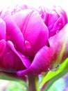 Purple double tulip with water droplets