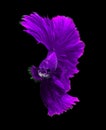 Purple dragon siamese fighting fish, betta fish isolated on black background.