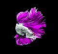 Purple dragon siamese fighting fish, betta fish isolated on black background.