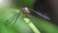 macro photo of an elegant purple dragonfly landed on a leaf in the tropical rainforest of Thailand. Fragile and gracious insect 