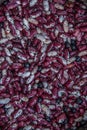 Purple dried beans. Can be used as a background Royalty Free Stock Photo